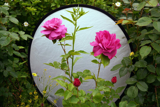 A picture of pink roses on a white background, pink roses seem to dominate the world with colors