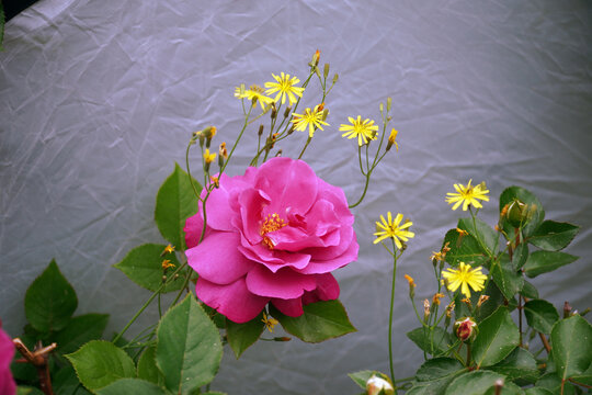 A picture of pink roses on a white background, pink roses seem to dominate the world with colors
