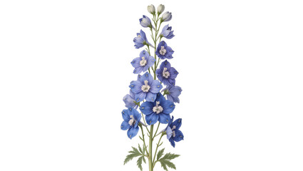 Tall blue delphinium flower with green leaves © Sarah