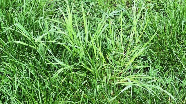 High wet grass with narrow long leaves close-up