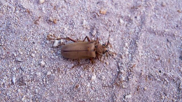 A dead, densely built barbel beetle (like Monochamus) and red (fiery) ants all around. Thailand, rain forests