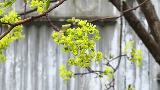 Branch of blooming maple with wet flowers on blurred background