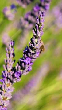 blooming lavender flower closeup with honey bee in a summer field