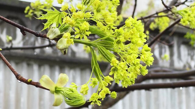 Branch of blooming maple with wet flowers on blurred background