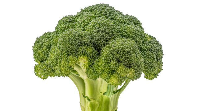 Fresh green broccoli head with thick stem
