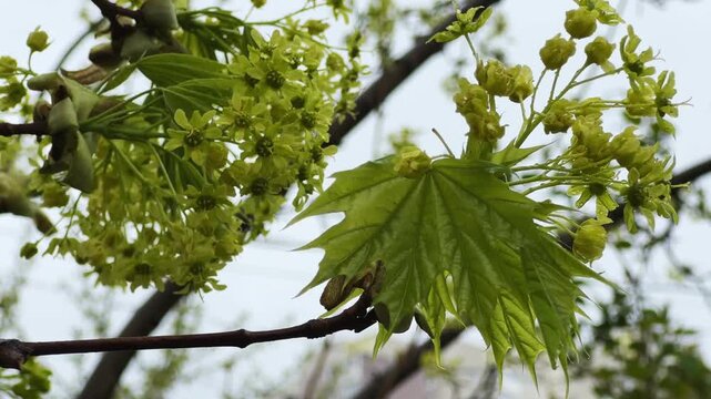 Branch of blooming maple with wet flowers on blurred background