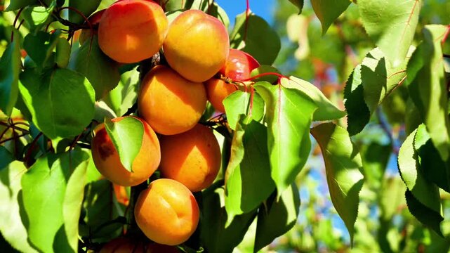 ripe apricots growing on tree branch with green leaves under summer sun