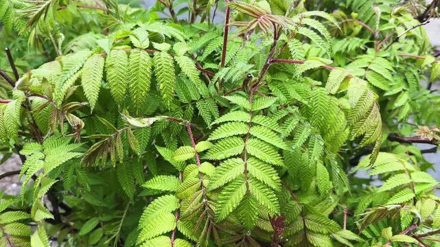 Branches of false spiraea with wet leaves in rainy morning