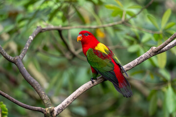 Obraz premium Colorful red and green parrot perched on branch in tropical foliage