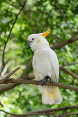 White cockatoo perched on branch in lush tropical foliage © Noa Amel