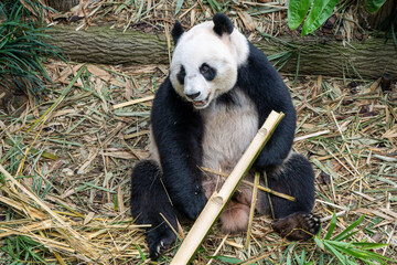 Giant panda sitting and holding bamboo in zoo habitat © Amane