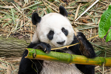 Close-up of giant panda eating bamboo in zoo habitat © Noa Amel