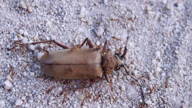 A dead, densely built barbel beetle (like Monochamus) and red (fiery) ants all around. Thailand, rain forests