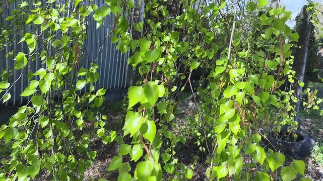 Birch branches with catkins hanging down and swaying in wind