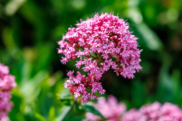 Obraz premium Beautiful pink red valerian flower blooming in a garden, close up of Centranthus ruber blossoms with a soft blurred green background, professional botanical photography.