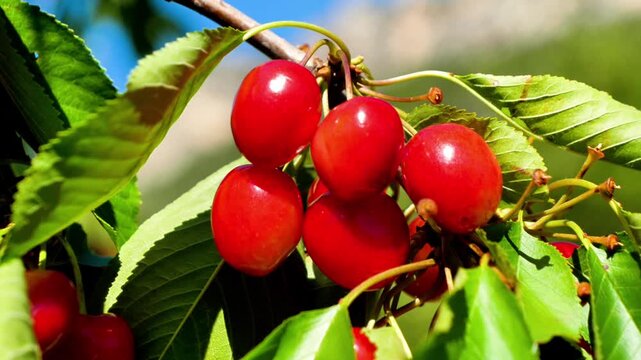 fresh red cherries ripening on tree branch with green leaves under sunny sky