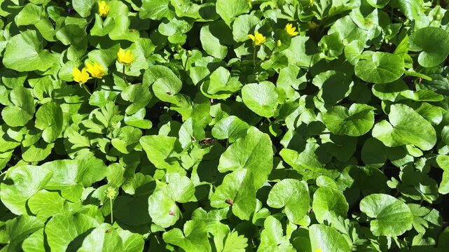 Glade in forest overgrown with lesser celandine at sunny day