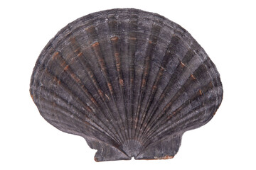 Scallop Seashell isolated on white background. Natural textured grey marine Shell closeup. © Real_life