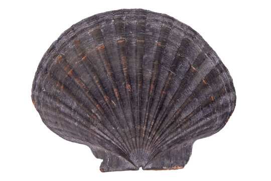 Scallop Seashell isolated on white background. Natural textured grey marine Shell closeup.