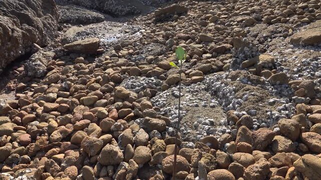 A coast with an abundance of ash boulders in the area of volcanic eruption or ragg. Thailand
