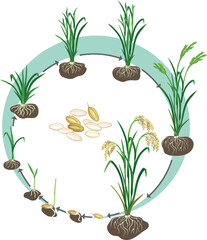 Obraz premium Growth stages of rice plant from seed to harvest with roots and soil, botany vector