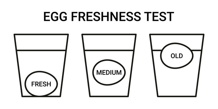 Egg freshness float test infographic. Diagram comparing fresh and old egg submerged in water glass. Culinary safety guide for home cooking, food quality inspection testing method. Vector illustration