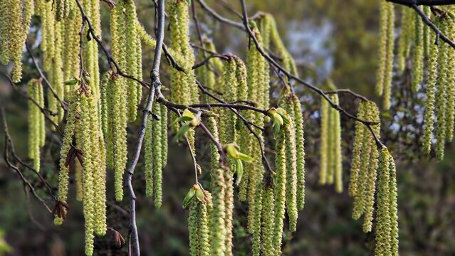 Tree branches with long catkins of Alnus Serrulata, the Hazel alder or Smooth alder.