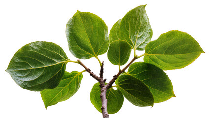 Fototapeta premium Green hydrangea leaves on branch