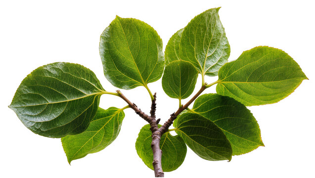 Green hydrangea leaves on branch