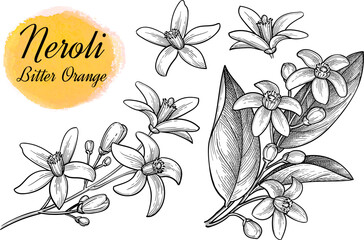 Fototapeta premium Neroli collection of ink sketches. Bitter orange branches with flowers, leaves and buds. Isolated hand-drawn vintage engraving illustration.