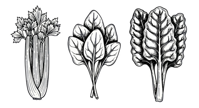 Detailed illustrations of leafy green vegetables.
