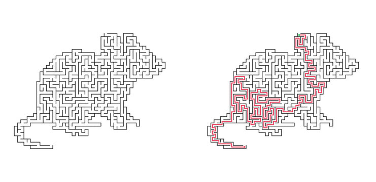 Cute mouse labyrinth with answer. Small animal shaped maze puzzle, black and white flat vector illustration