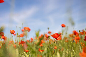 Fototapeta premium Floraison de coquelicots dans une culture céréalière, symbole de résilience écologique. Image pouvant servir d'arrière-plan pour illustrer le thème du printemps
