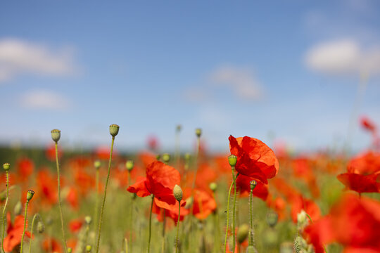 Floraison de coquelicots dans une culture c&eacute;r&eacute;ali&egrave;re, symbole de r&eacute;silience &eacute;cologique. Image pouvant servir d'arri&egrave;re-plan pour illustrer le th&egrave;me du printemps