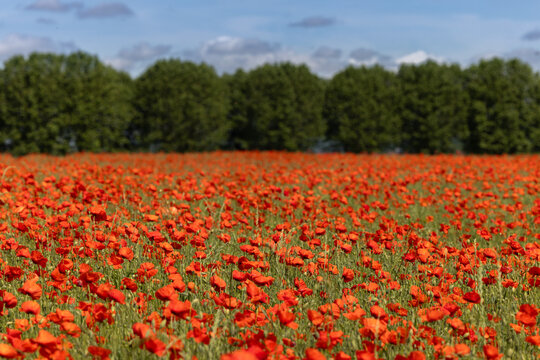 Floraison massive de coquelicots dans une campagne europ&eacute;enne sous un ciel estival. Image panoramique
