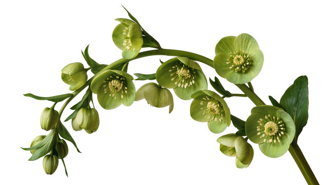 Green hellebore flowers and buds on stem