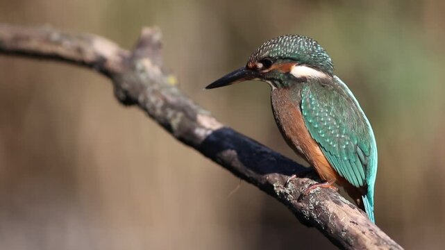Young common kingfisher perched on a branch. Juvenile Alcedo atthis in wild nature, close up