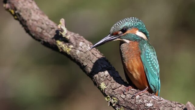 Young common kingfisher stretching wing and yawning on a branch. Juvenile Alcedo atthis portrait.