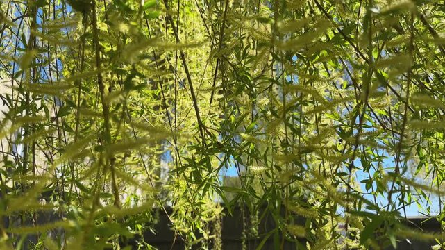 Hanging branches of old willow with young leaves and catkins