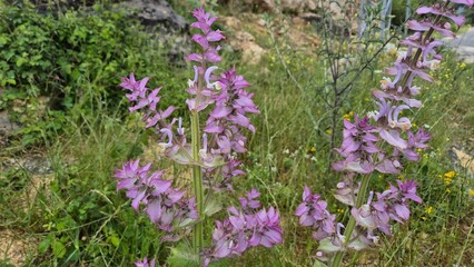Obraz premium Wild Salvia Sclarea Blooming with Vibrant Pink and Purple Floral Bracts in Nature