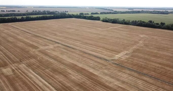 Green crop field with shelterbelt, aerial drone footage