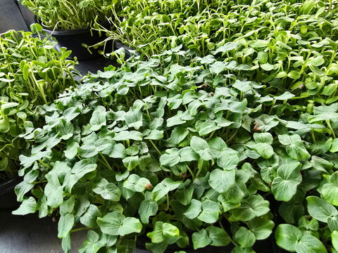 Okra seedlings (Microgreens, dicotyledonous plants). The cotyledons are heart-shaped, somewhat rounded, with prominent veins and a dark brown seed coat attached to the tip. Sweet and crispy stems.
