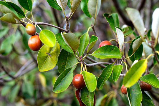 Sapodilla fruit (Manilkara kauki) is almost ripe on the tree.