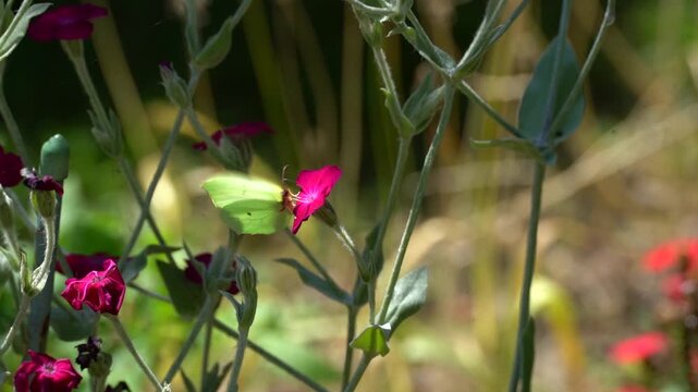 Joli papillon jaune butinant des fleurs d&rsquo;ipom&eacute;e avec un bel arri&egrave;re-plan flou au ralenti