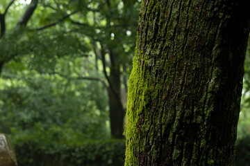 Fototapeta premium Close-up of green moss growing on a tree trunk in a lush green forest with shallow depth of field.