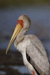 Fototapeta premium Yellow-billed Stork, Nairobi National park, Athi dam