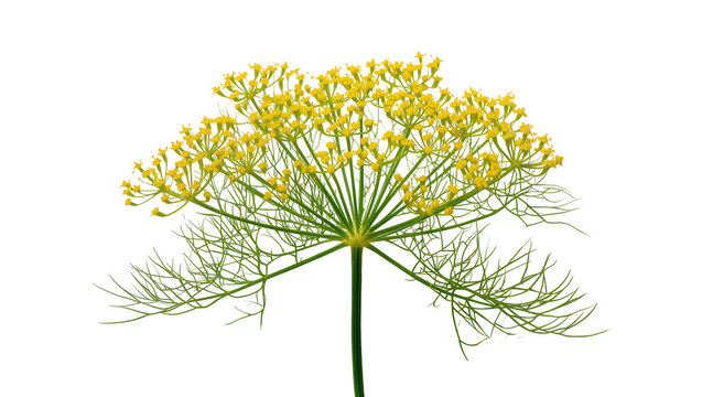 Dill flower umbel with delicate green leaves and stem