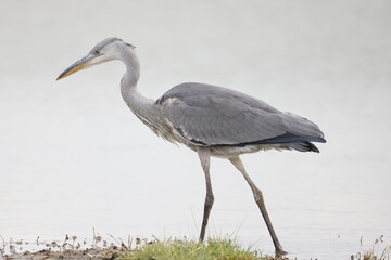 Obraz premium Gray Heron, lake elmentaita kenya