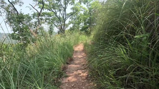 Nature Trail in Wild Grass Meadow at Haputale Sri Lanka with Mountain Background
