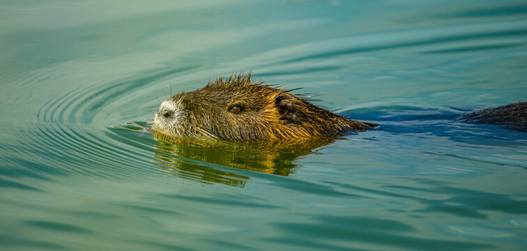 nutria or coypu (Myocastor coypus) swimming in water